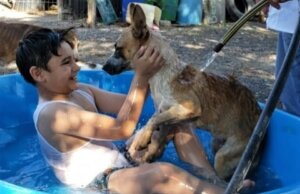 Ante aumento de temperaturas, especialista recomienda proteger a las mascotas