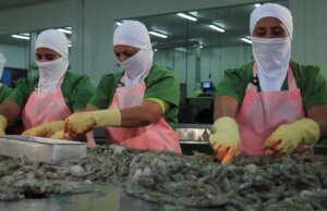 Rocha informa la exclusión del Camarón en el tratado de libre comercio con Ecuador