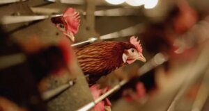 ¡Otra vez China! Ahora detecta caso humano de gripe aviar H3N8