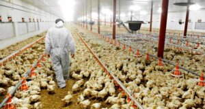 Detectan brote de influenza aviar en granjas de Coahuila