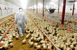 Detectan brote de influenza aviar en granjas de Coahuila