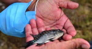 Gobierno de Culiacán arranca Programa de Repoblamiento de Alevines en el Dique La Primavera