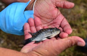 Gobierno de Culiacán arranca Programa de Repoblamiento de Alevines en el Dique La Primavera
