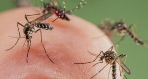 Con las lluvias, también pudiera llegar el mosquito del dengue