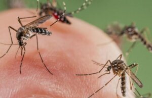 Con las lluvias, también pudiera llegar el mosquito del dengue