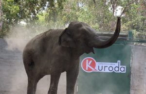 Reunirán a Bireki y Big Boy en el Santuario Ostok; buscan preservar ADN del elefante asiático