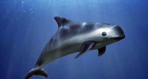 SEMAR ‘sembrará’ bloques de concreto para salvar a la vaquita marina