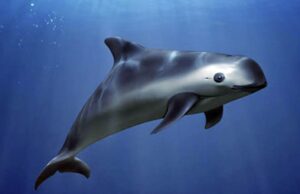 SEMAR ‘sembrará’ bloques de concreto para salvar a la vaquita marina