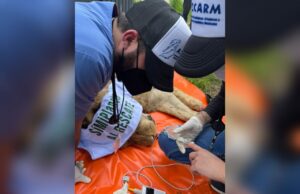 Pese a trabas legales, 75 felinos de Black Jaguar ya fueron rescatados por Zoos de la AZCARM