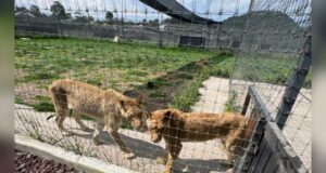 AZCARM urge a Profepa autorizar traslado de felinos tras clausura de Fundación Black Jaguar-White Tiger