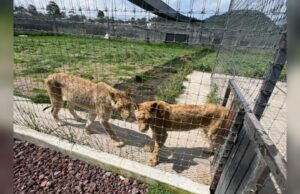 Zoológicos de la AZCARM listos para recibir y rehabilitar felinos rescatados de Black Jaguar-White Tiger