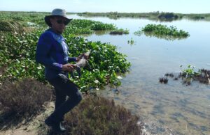 Regresan a su hábitat a cocodrilos y serpientes que llegan zonas urbanas de Culiacán