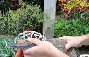 Unidad de Rescate del Zoo, asegura cría de cocodrilo en domicilio particular de Culiacán