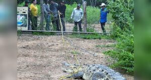 Trasladan a Ostok, a cocodrilo que merodeaba zona habitacional en Villa Juárez