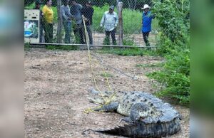 Trasladan a Ostok, a cocodrilo que merodeaba zona habitacional en Villa Juárez