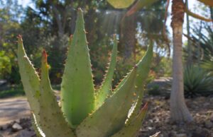 ¿Conoces las plantas que México le regaló al mundo?