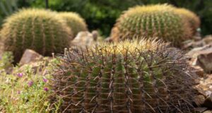 Conserva Jardín Botánico Culiacán cactáceas en peligro de extinción