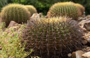Conserva Jardín Botánico Culiacán cactáceas en peligro de extinción