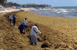 Vasos y platos desechables hechos de sargazo; estudiantes de la UAS ganan premio con este proyecto