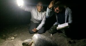 Programa de la Tortuga Marina registra resultados favorables en Ceuta