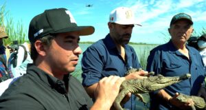 Sinaloa punta de lanza en liberación de especies a sus hábitats