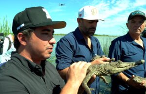 Sinaloa punta de lanza en liberación de especies a sus hábitats