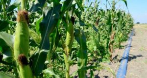 Plantea Rocha a titular de SEGOB compra de maíz por parte de SEGALMEX