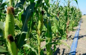 Plantea Rocha a titular de SEGOB compra de maíz por parte de SEGALMEX