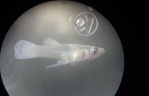 Peces depredadores de larvas, como una solución para el control poblacional del mosquito del dengue