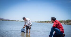 Encabeza Alcalde de Culiacán siembra de 2 millones de alevines en presas y embalses del municipio