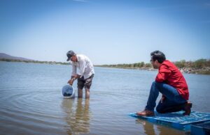 Encabeza Alcalde de Culiacán siembra de 2 millones de alevines en presas y embalses del municipio
