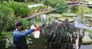 Promueven la sanidad vegetal de Jardín Botánico Culiacán y de Parque Ecológico