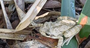 Recomiendan proteger especies de fauna que nos demuestran la salud de nuestro entorno