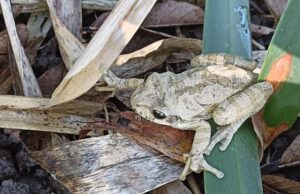 Recomiendan proteger especies de fauna que nos demuestran la salud de nuestro entorno