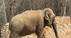 Los elefantes Bireki y Big Boy se nos casarán pronto Los elefantes Bireki y Big Boy se nos casarán pronto
