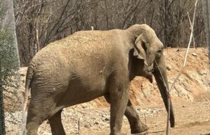 Los elefantes Bireki y Big Boy se nos casarán pronto Los elefantes Bireki y Big Boy se nos casarán pronto