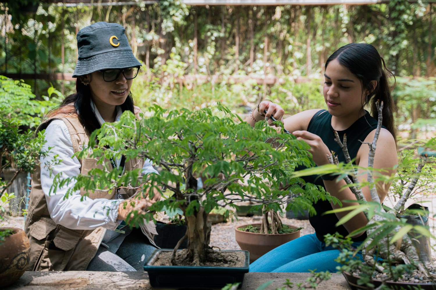 Sábado 19 de agosto: Aprende el arte del Bonsái en el Botánico