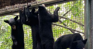 Rescatan y trasladan a 4 oseznas huérfanas al Zoológico de Culiacán Rescatan y trasladan a 4 oseznas huérfanas al Zoológico de Culiacán