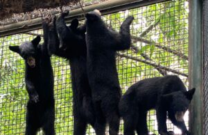 Rescatan y trasladan a 4 oseznas huérfanas al Zoológico de Culiacán Rescatan y trasladan a 4 oseznas huérfanas al Zoológico de Culiacán