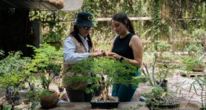 Aprende el arte Bonsái en Jardín Botánico Culiacán