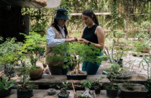 Aprende el arte Bonsái en Jardín Botánico Culiacán
