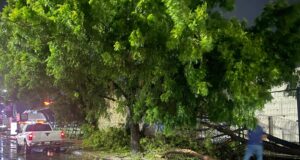 Personal de Parques y Jardines realiza labores de limpieza y retiro de árboles tras intensa lluvia Personal de Parques y Jardines realiza labores de limpieza y retiro de árboles tras intensa lluvia