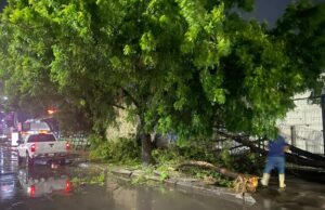 Personal de Parques y Jardines realiza labores de limpieza y retiro de árboles tras intensa lluvia Personal de Parques y Jardines realiza labores de limpieza y retiro de árboles tras intensa lluvia