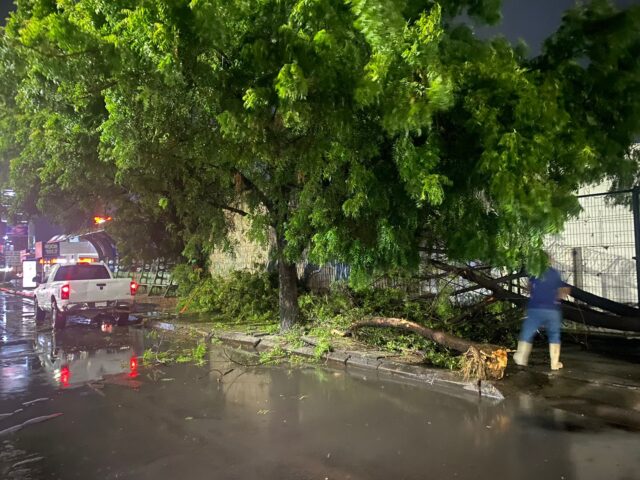 Personal de Parques y Jardines realiza labores de limpieza y retiro de árboles tras intensa lluvia