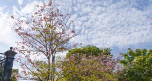 Recomiendan las plantas nativas para aprovechar el agua