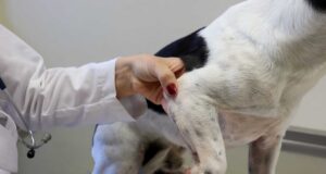 Factores ambientales, alimentarios y hasta los parásitos pueden provocar alergias en las mascotas, advierte especialista Factores ambientales, alimentarios y hasta los parásitos pueden provocar alergias en las mascotas, advierte especialista