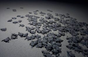 Alumna de Biología busca identificar malformaciones en tortugas golfinas a través del método de diafanización