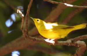 Jardín Botánico Culiacán y Parque Ecológico: Santuario urbano para aves y mariposas