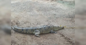 Un cocodrilo caminaba por el campo El Rosita en Eldorado; aquí lo que pasó