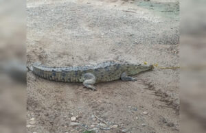 Un cocodrilo caminaba por el campo El Rosita en Eldorado; aquí lo que pasó